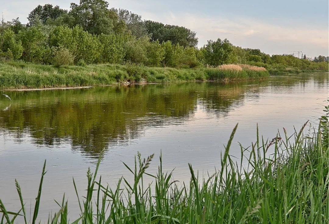 Szeląg 2